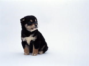 short-coat black and brown puppy, dog, animals, puppies, Shiba Inu HD wallpaper