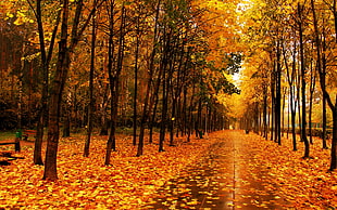 falling leaves season in between the trees HD wallpaper