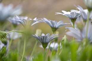 tilt lens photography white flowers, daisies HD wallpaper