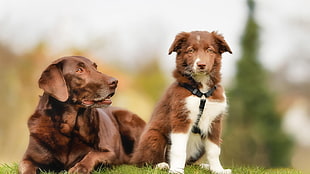 Choco Labrador retreiver, dog, animals, Border Collie HD wallpaper