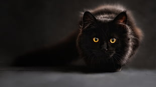 black cat, animals, cat