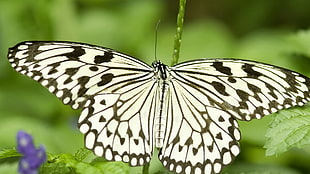 Paper Kite butterfly in close-up photography during daytime