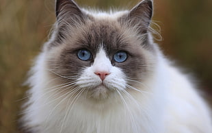 selective focus photography of long fur white and tan blue-eyes cat