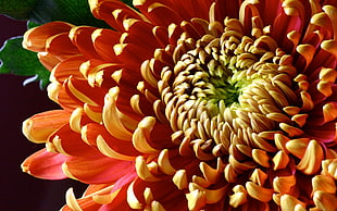 closeup photography of half bloomed orange Chrysanthemum HD wallpaper