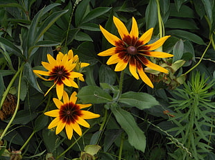 three yellow-and-red flowers
