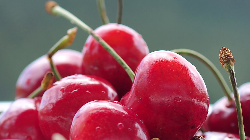 closed up photo of cherries HD wallpaper