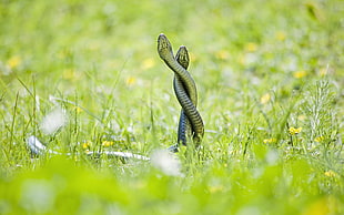 selective focus of two snake on grass