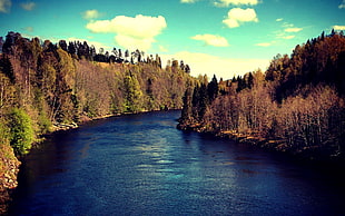 green leafed trees, river, Sundsvall, water, mountains