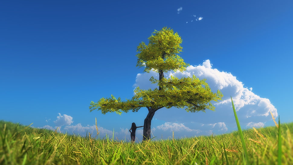green leafed tree, landscape, trees, sky, clouds HD wallpaper