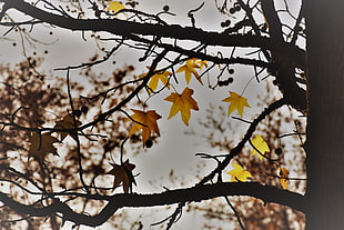 yellow maple leaves, branch, trees, fall, leaves
