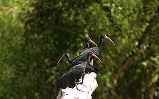 four black birds on tree branch