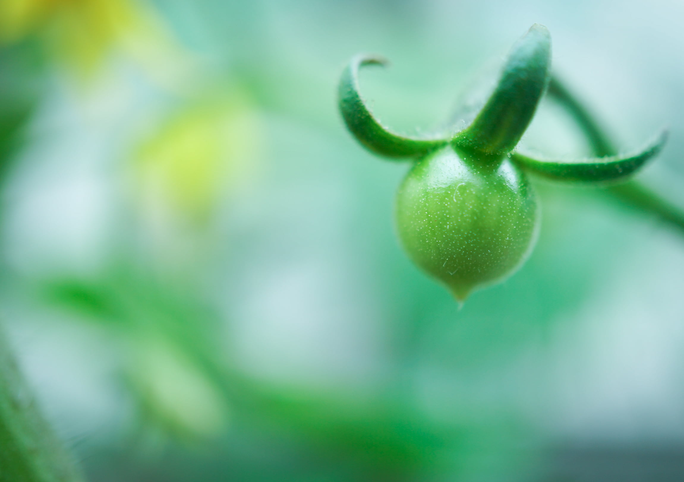 selective photography of green fruit