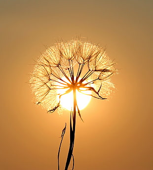closeup photography of Dandelion with sun background