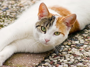 white and orange short-fur cat