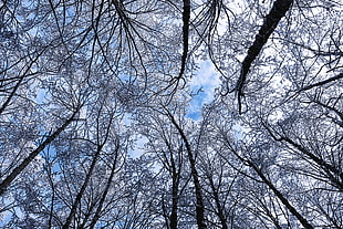 bare trees, Trees, Winter, Hoarfrost HD wallpaper