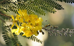 yellow clustered flowers in closeup photo