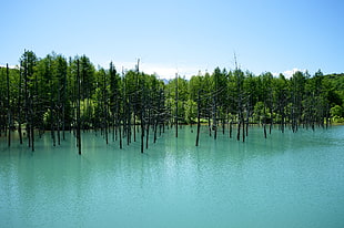photo of a calm bodies of water with trees, hokkaido HD wallpaper