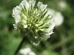 shallow focus photography of white and green flower