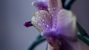 wet purple orchid