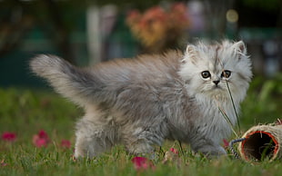 gray and white long-fur kitten walking on green grass