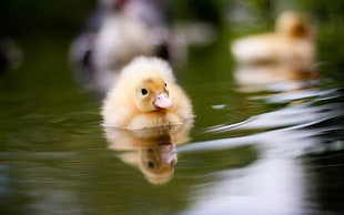 tilt photo of yellow duckling on body of water