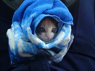 kitten coated by scarf portrait