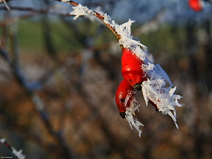 selective focus photography of snow coated red fruit HD wallpaper