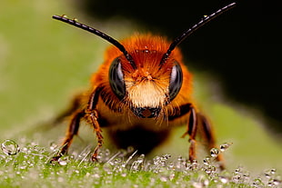 macro photography of brown winged insect