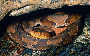 snake under stone HD wallpaper