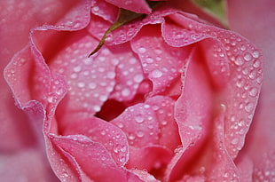 shallow focus pink Rose flower HD wallpaper