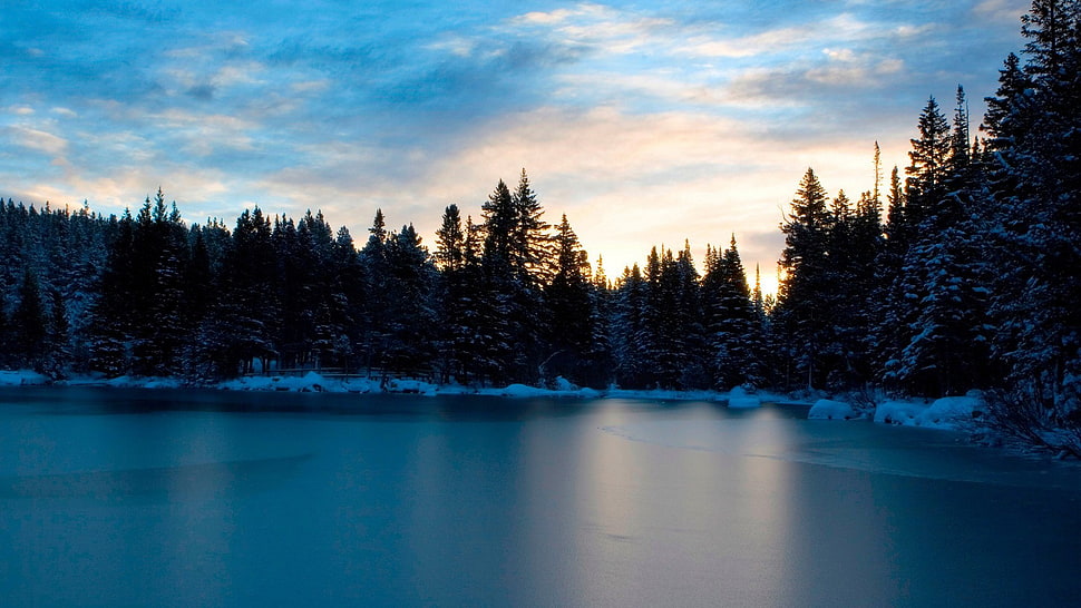 lake with pine trees landscape photography HD wallpaper