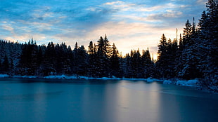 lake with pine trees landscape photography