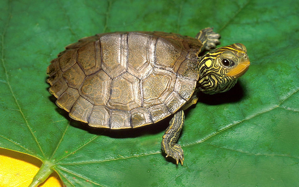 photo of green turtle HD wallpaper