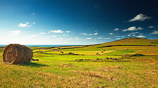 brown hay, nature, grass, field, landscape
