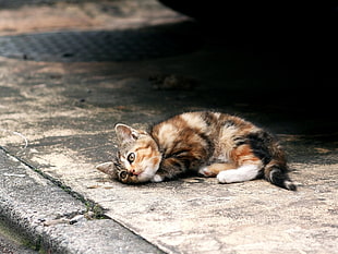 stock photography of calico kitten on gray concrete floor
