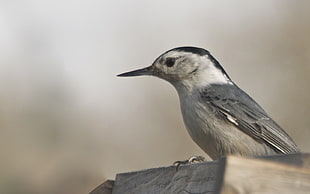 white-breasted Nuthatch HD wallpaper