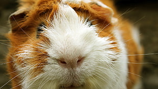 Guinea pig,  Snout,  Small animal,  Rodent