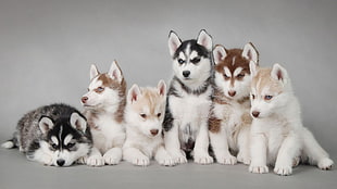 dog, Siberian Husky , puppies, animals