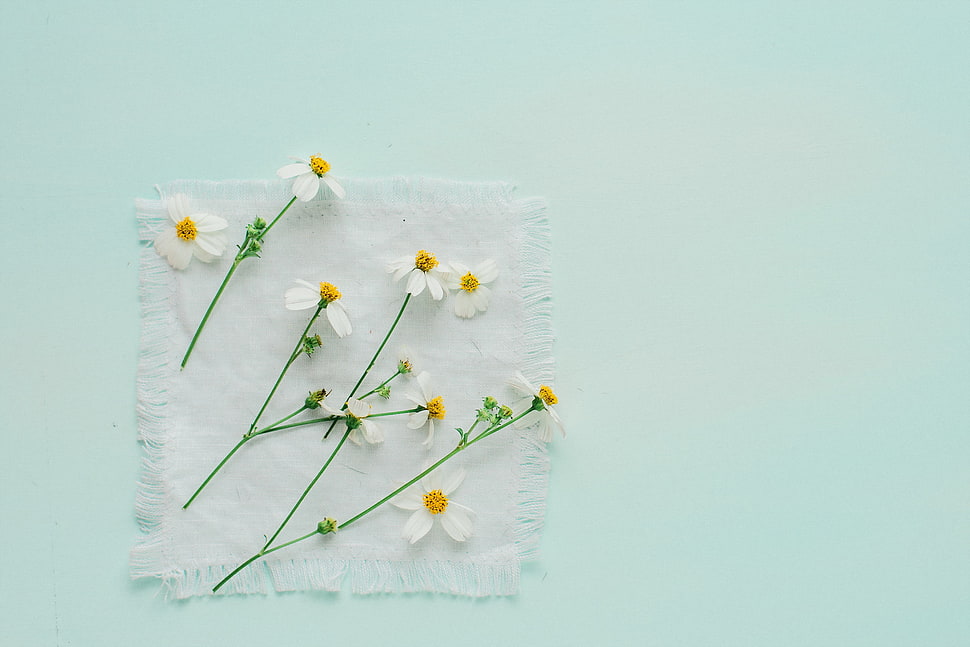 white flowers, flowers, white flowers, minimalism HD wallpaper