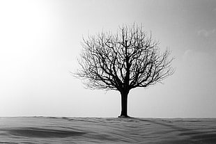 grayscale photo of leafless tree HD wallpaper