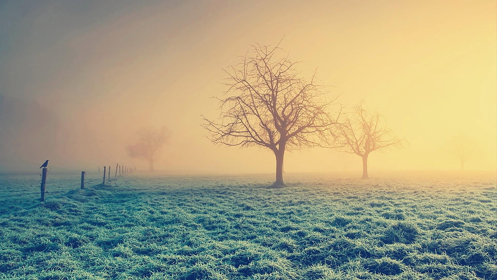bare trees on grass field HD wallpaper