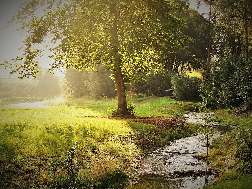 brown and white tree painting, water, forest HD wallpaper
