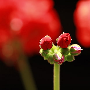 sallow focus photography of red roses