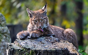 brown Bengal cat, nature, animals, lynx, licking HD wallpaper