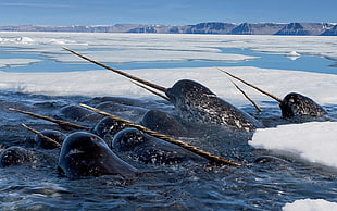 group of aquatic animal with horns on icy water during daytime