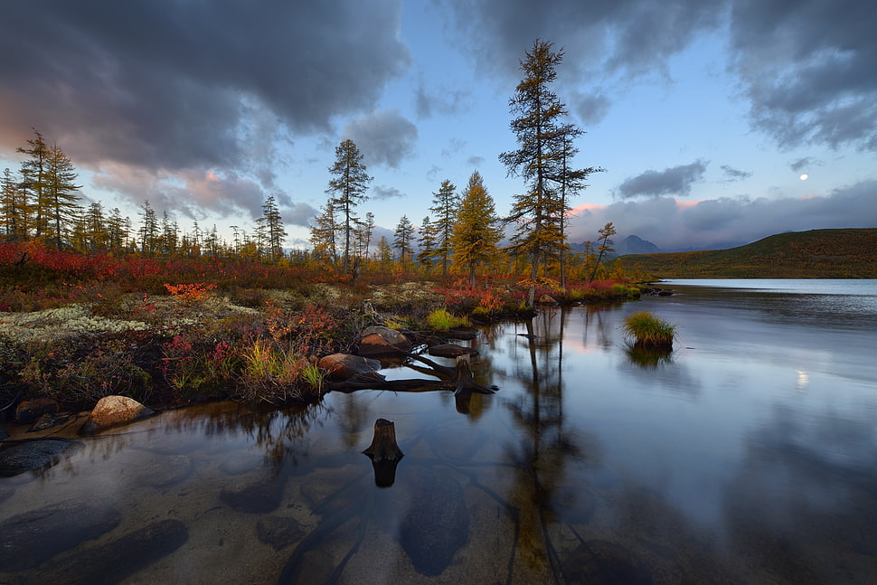 green trees, water, nature, landscape, trees HD wallpaper
