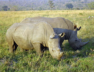 two black rhinoceros on green grass field HD wallpaper