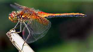 red Eyed Skimmer perched on gray leaf in closeup photography