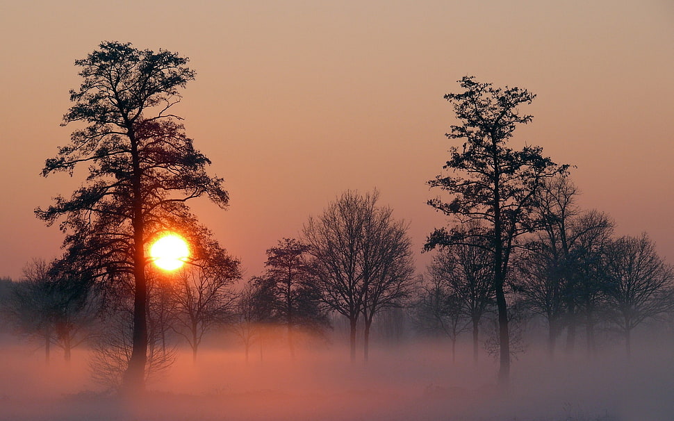 leafed trees, landscape, nature, sunset, mist HD wallpaper
