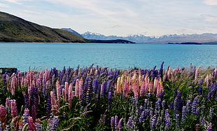 pink and purple petaled flowers along body of water with snowy mountain